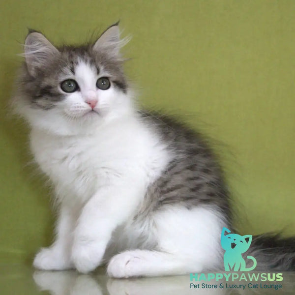 Hortenziy Siberian female black bicolour spotted tabby - live animals