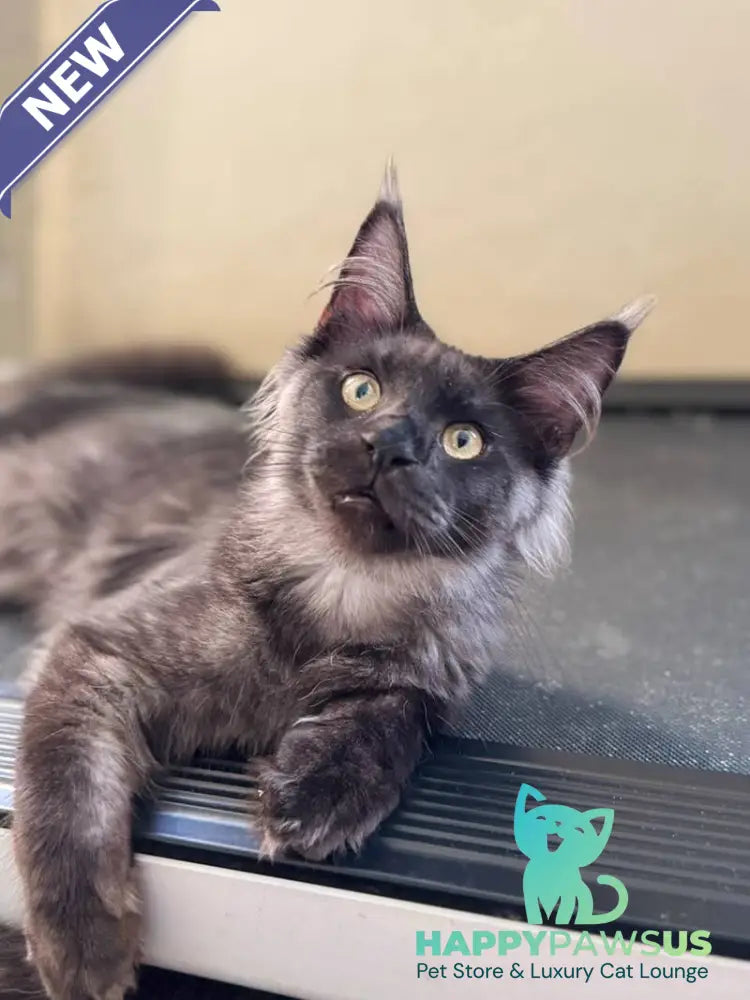 Horus Maine Coon male black silver - live animals