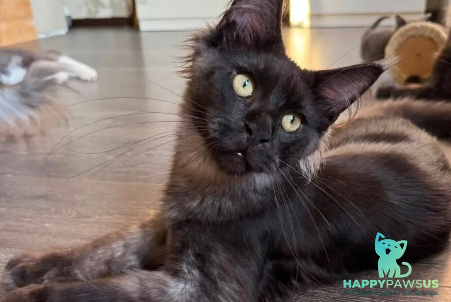 Horus Maine Coon male black silver - live animals