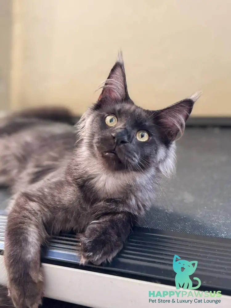 Horus Maine Coon male black silver - live animals