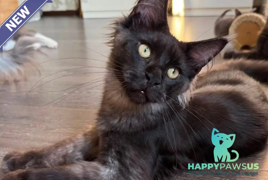 Horus Maine Coon male black silver - live animals