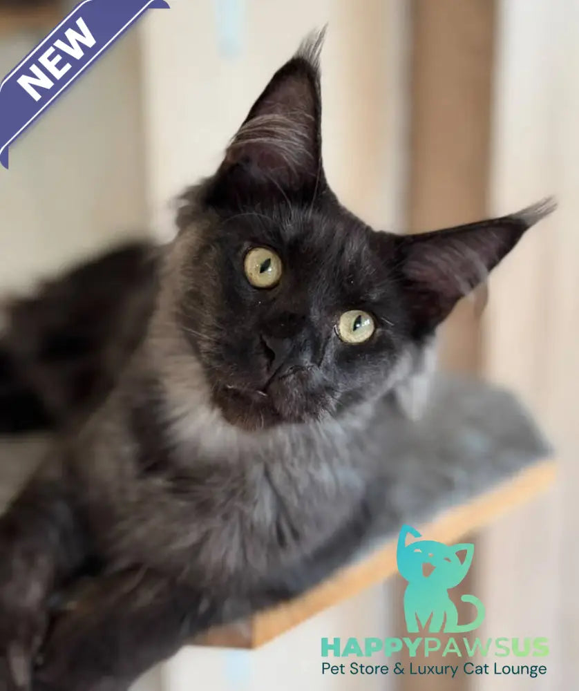 Horus Maine Coon male black silver - live animals