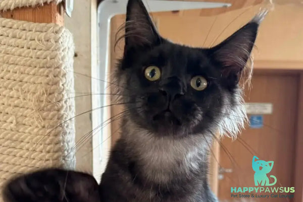 Horus Maine Coon male black silver - live animals