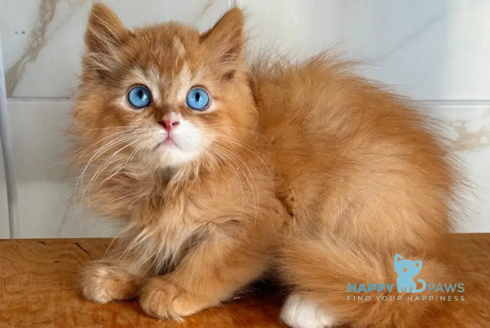 Hott British Longhair male red with white live animals