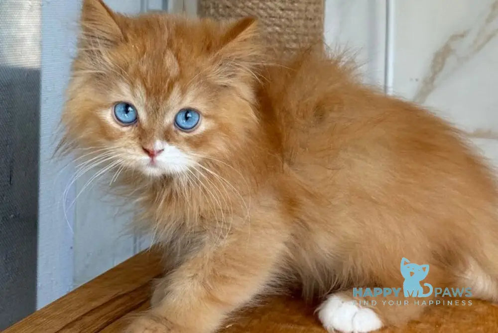 Hott British Longhair male red with white live animals