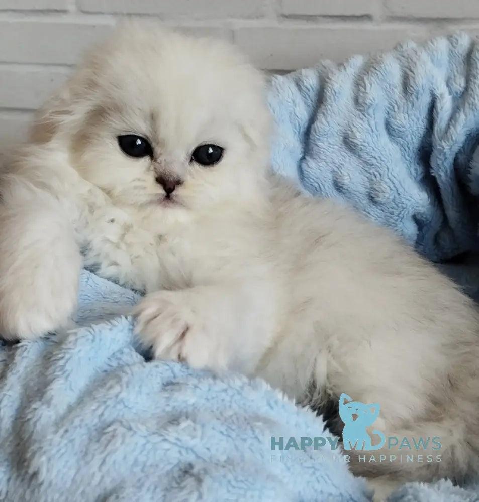 Houston Scottish Fold male black silver shaded live animals