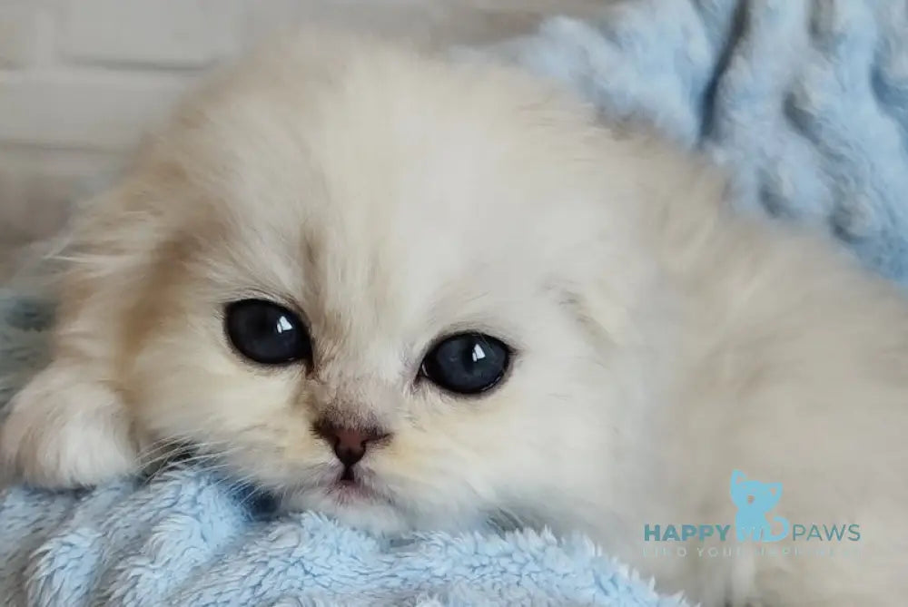 Houston Scottish Fold male black silver shaded live animals