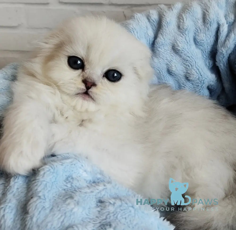 Houston Scottish Fold male black silver shaded live animals