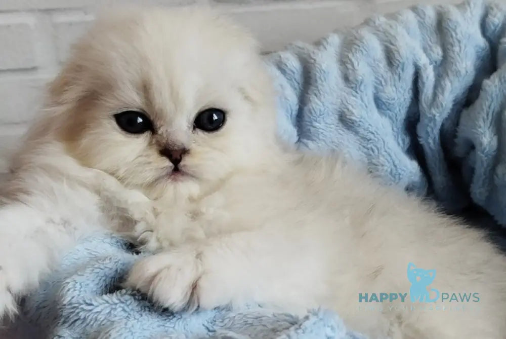 Houston Scottish Fold male black silver shaded live animals