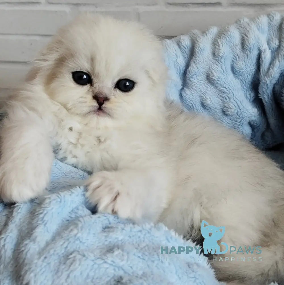 Houston Scottish Fold male black silver shaded live animals
