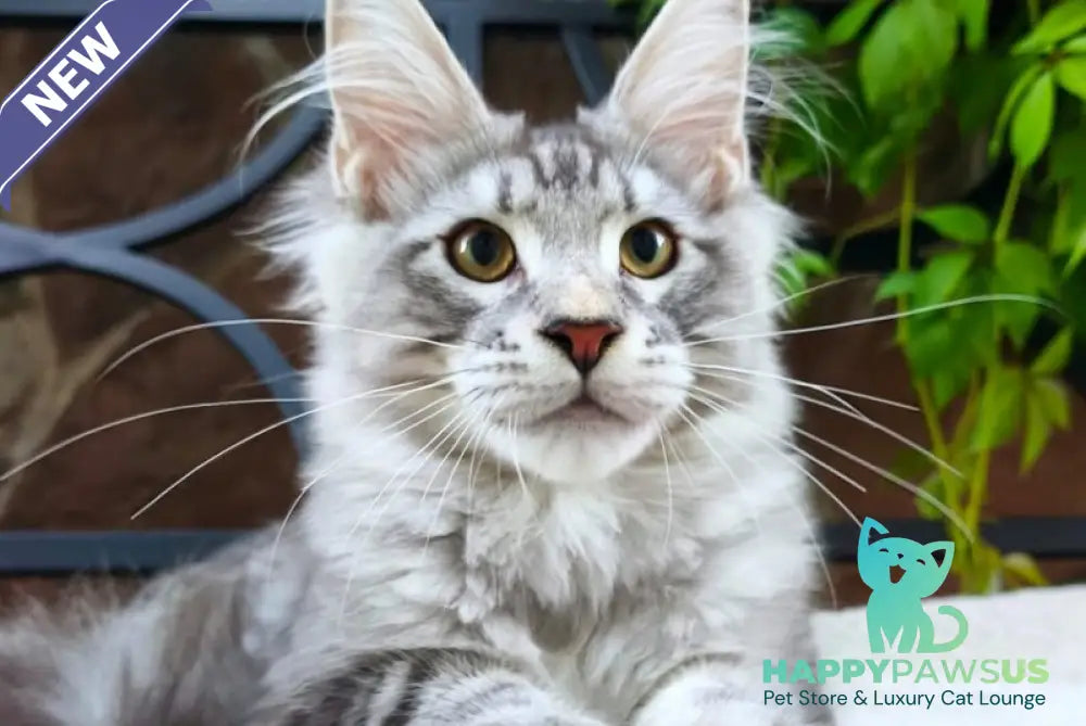 Howard Maine Coon male black silver tabby - live animals