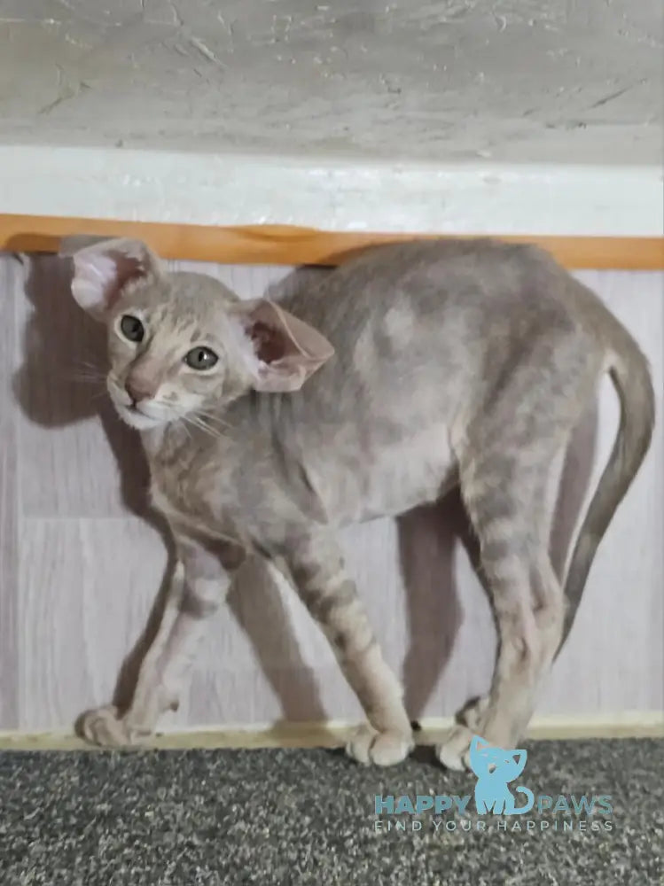Хperia Oriental Shorthair female lilac tabby live animals