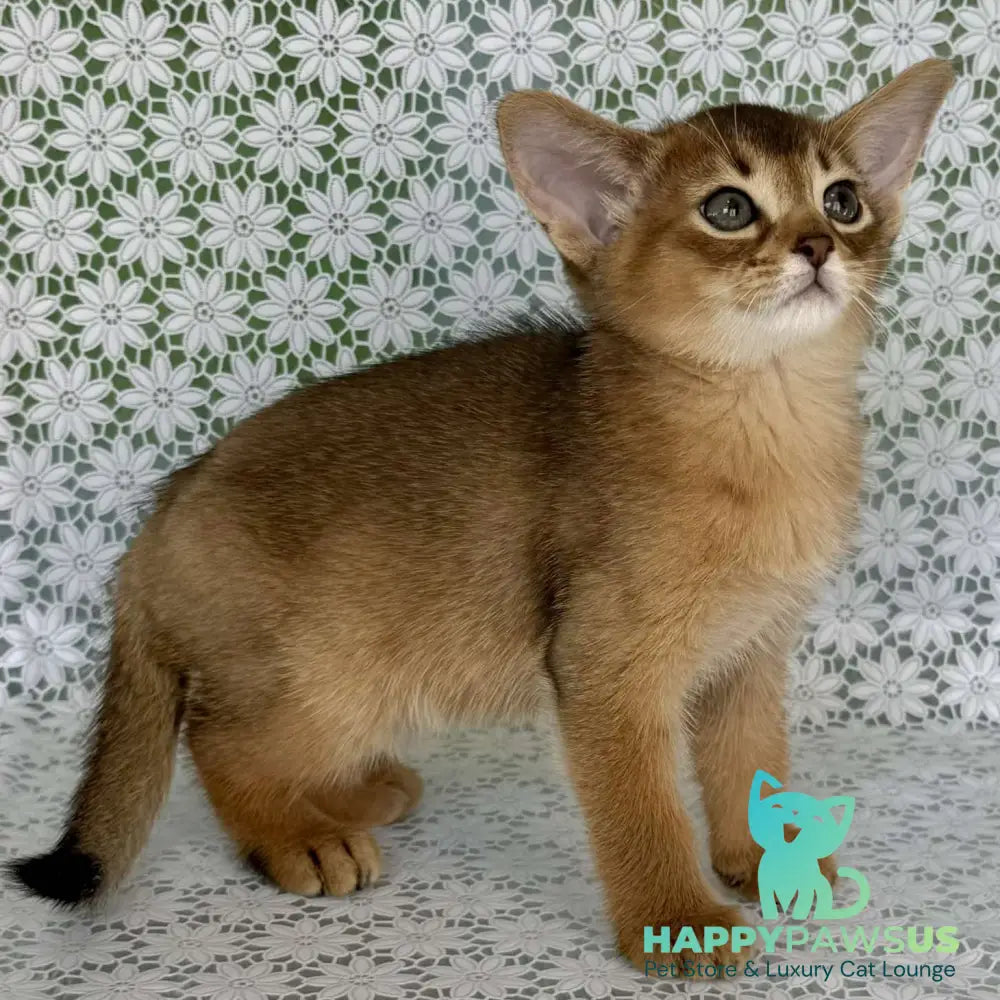 Hrizantema Abyssinian female ruddy - live animals