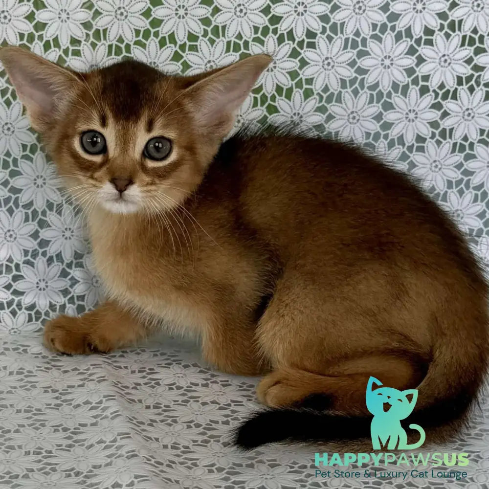 Hrizantema Abyssinian female ruddy - live animals