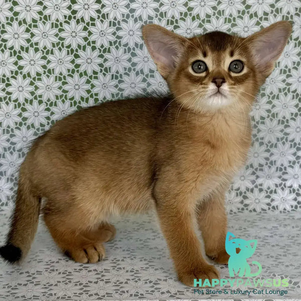 Hrizantema Abyssinian female ruddy - live animals