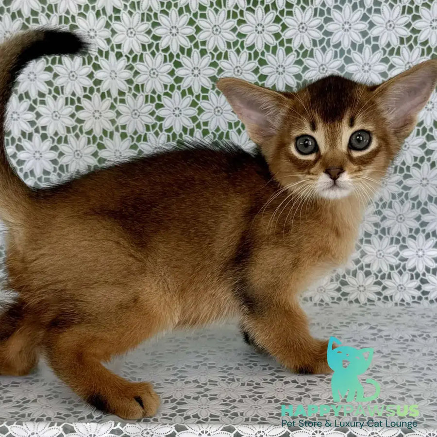 Hrizantema Abyssinian female ruddy - live animals