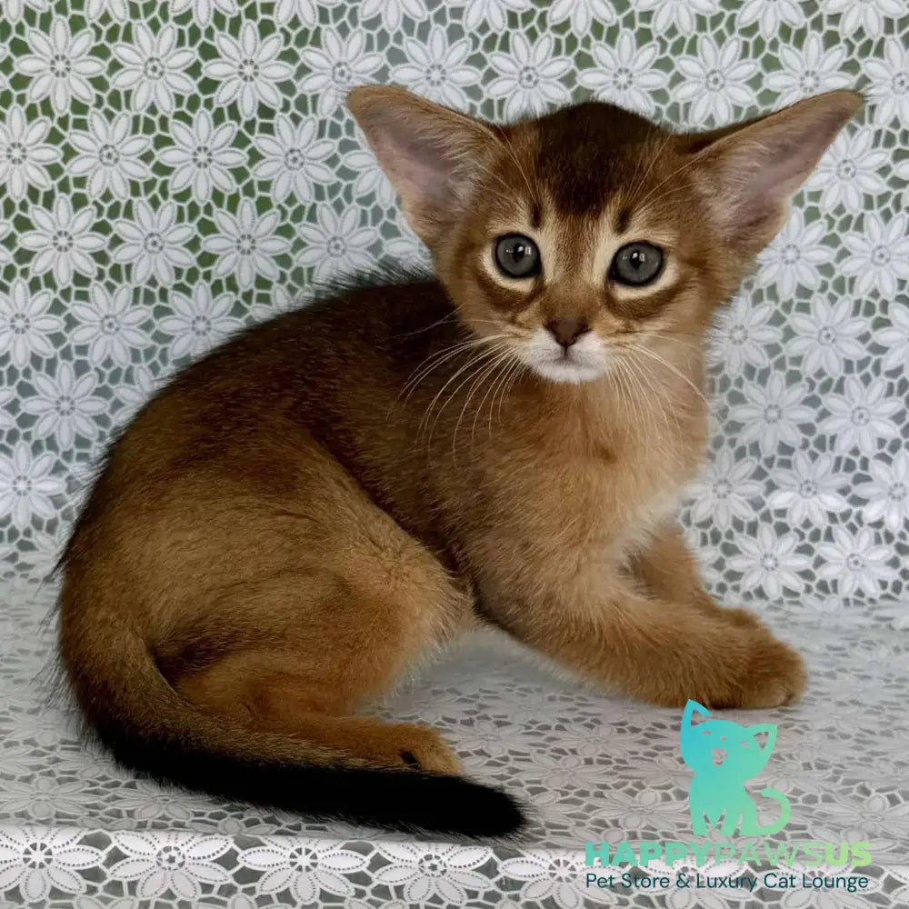 Hrizantema Abyssinian female ruddy - live animals