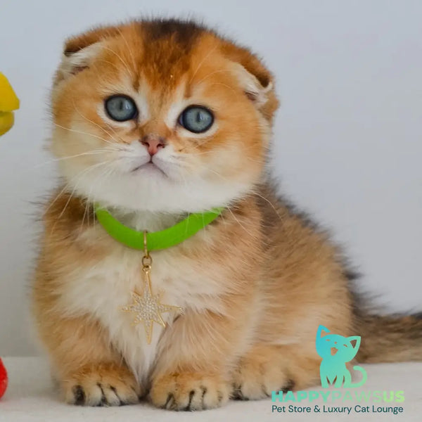 Hudson Munchkin male black golden ticked tabby - live animals