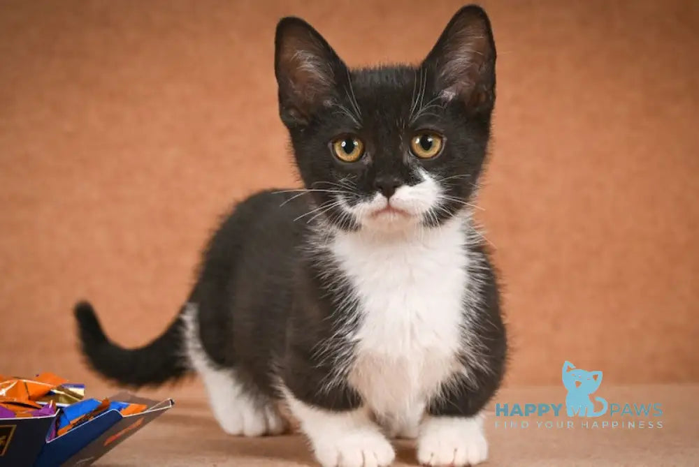 Hugh Munchkin male black bicolour live animals