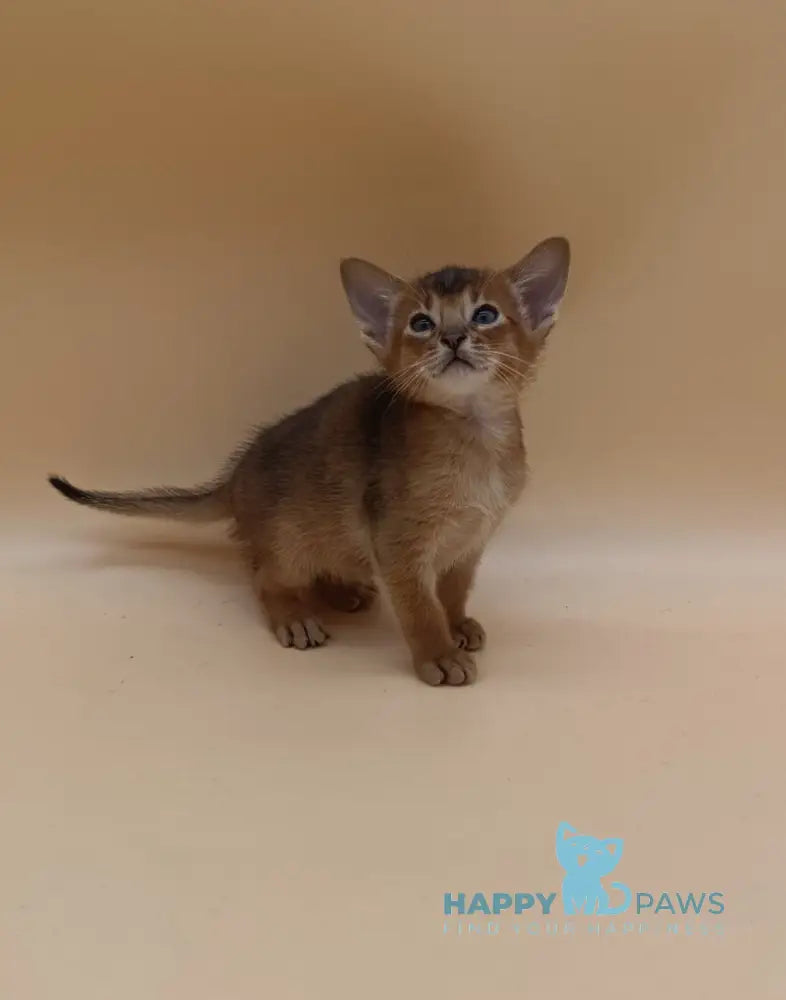 Hugo Abyssinian male black live animals