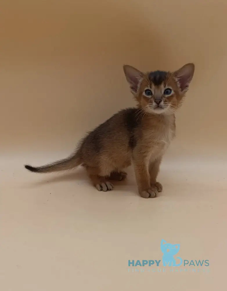 Hugo Abyssinian male black live animals