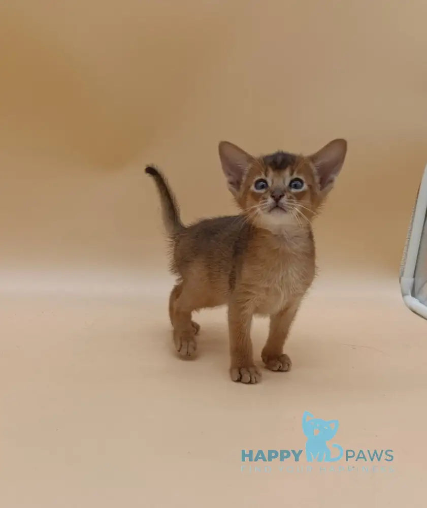 Hugo Abyssinian male black live animals