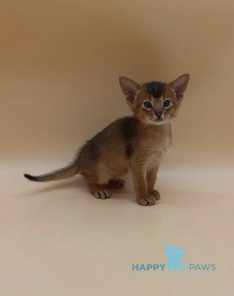 Hugo Abyssinian male black live animals