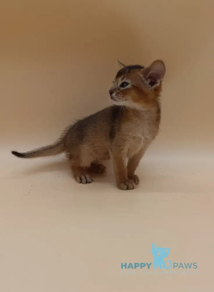 Hugo Abyssinian male black live animals