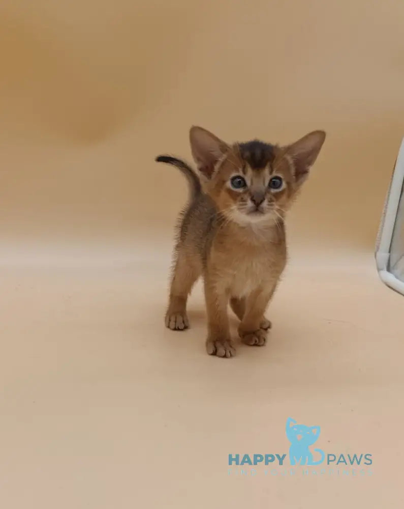 Hugo Abyssinian male black live animals