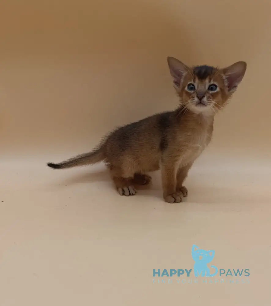 Hugo Abyssinian male black live animals