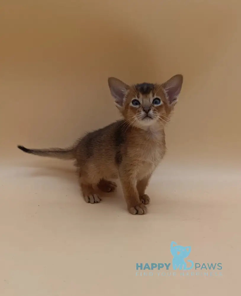 Hugo Abyssinian male black live animals