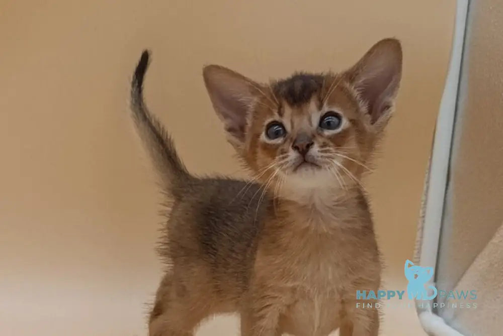 Hugo Abyssinian male black live animals
