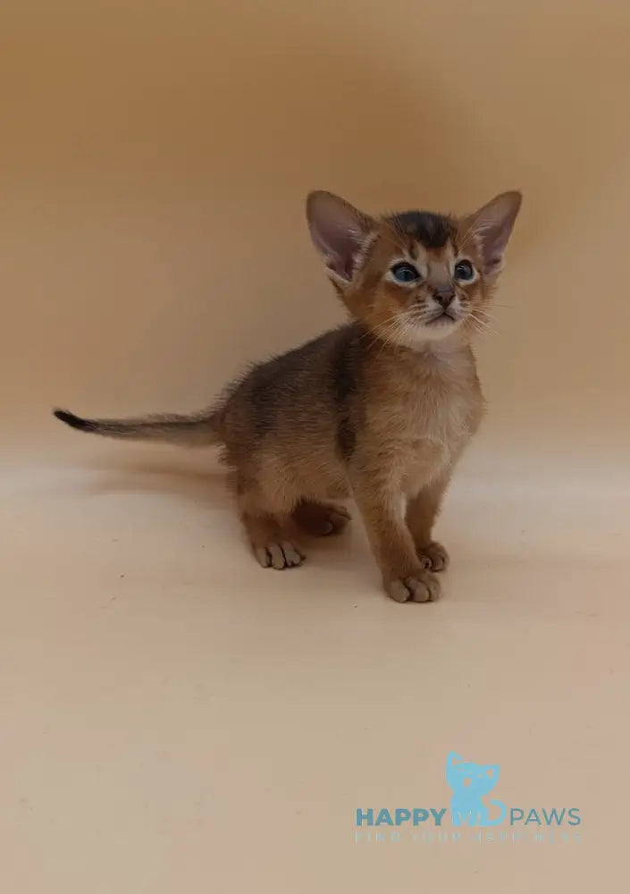 Hugo Abyssinian male black live animals