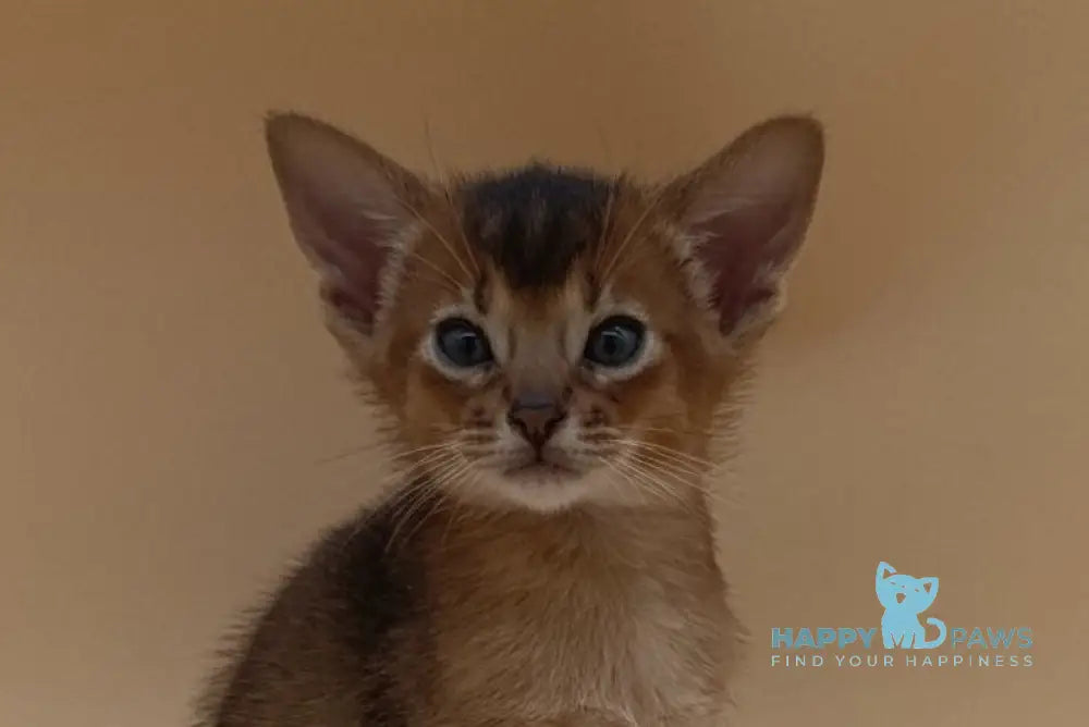 Hugo Abyssinian male black live animals