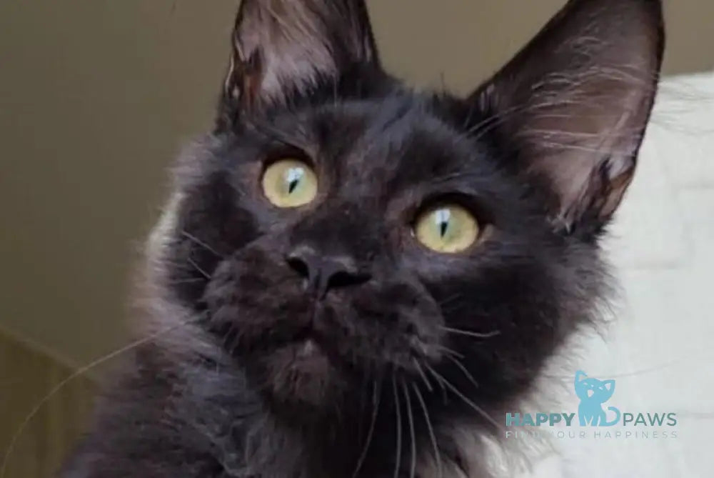 Hugo Boss Maine Coon male black silver live animals