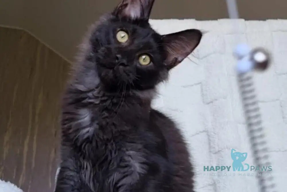 Hugo Boss Maine Coon male black silver live animals