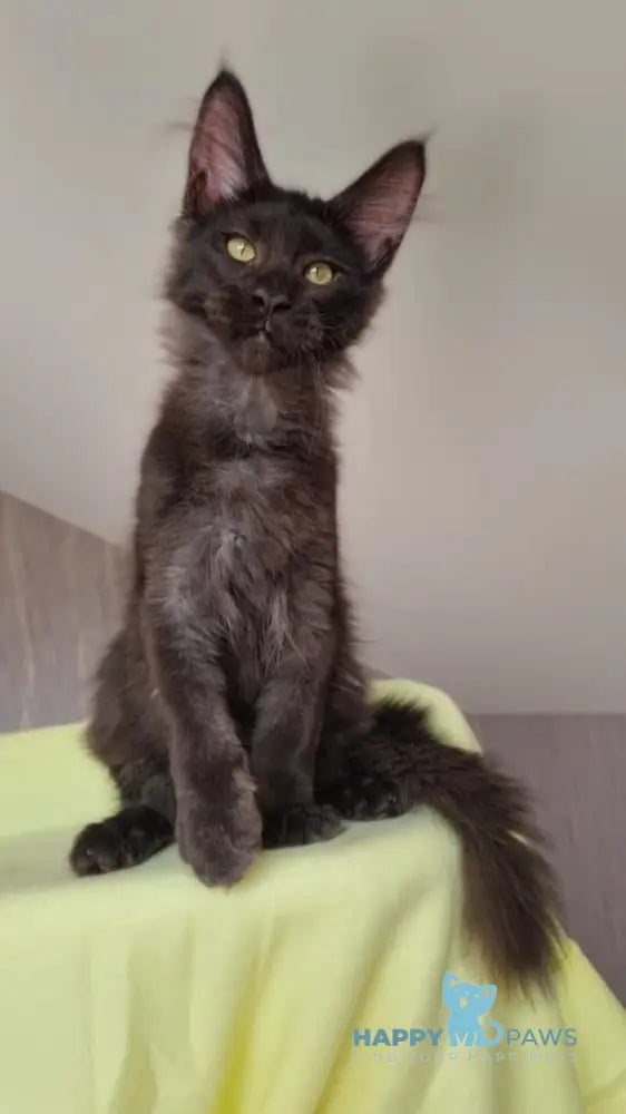 Hugo Boss Maine Coon male black smoke live animals