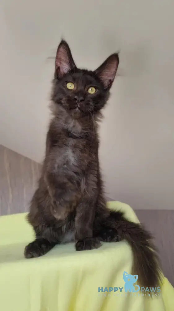 Hugo Boss Maine Coon male black smoke live animals