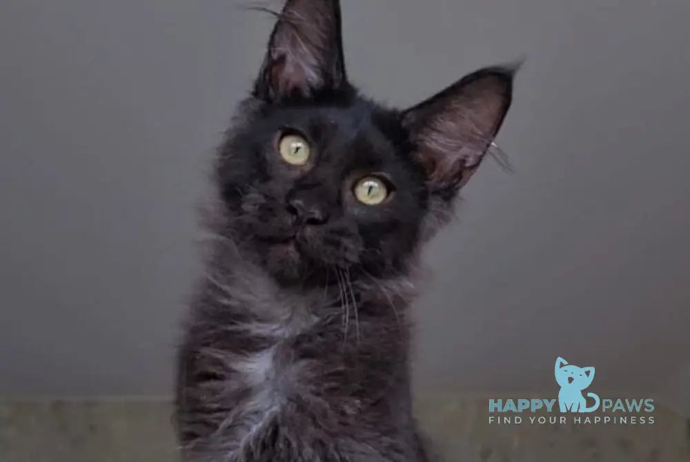 Hugo Boss Maine Coon male black smoke live animals