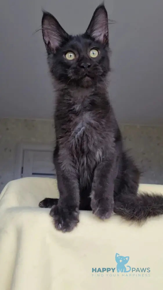Hugo Boss Maine Coon male black smoke live animals