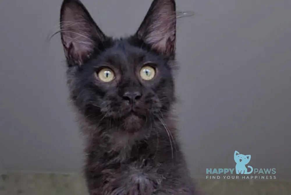 Hugo Boss Maine Coon male black smoke live animals