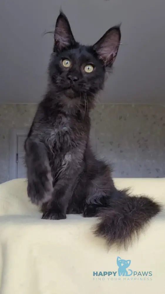 Hugo Boss Maine Coon male black smoke live animals
