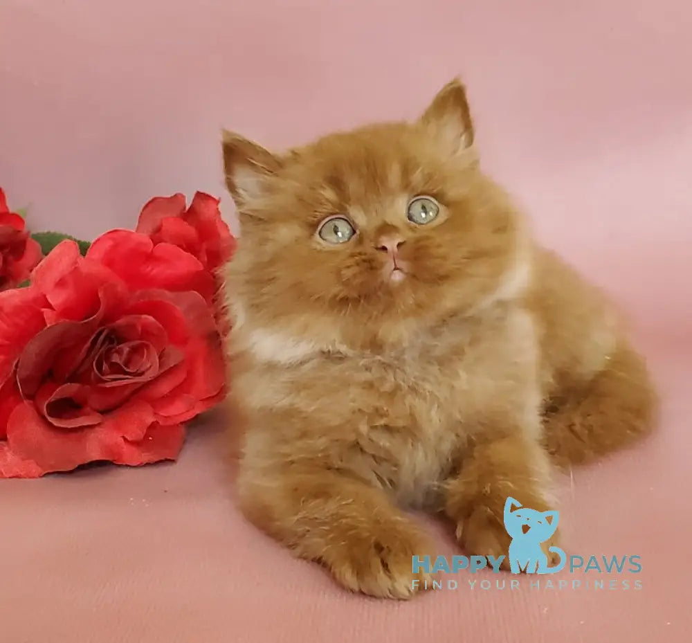 Hugo British Longhair male cinnamon live animals