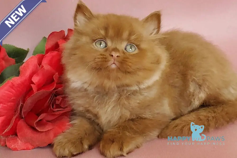 Hugo British Longhair male cinnamon live animals
