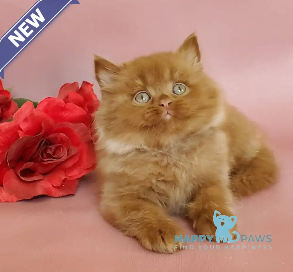 Hugo British Longhair male cinnamon live animals