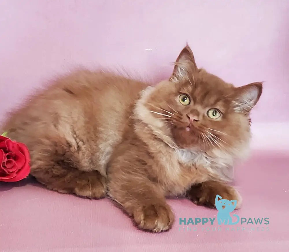 Hugo British Longhair male cinnamon live animals