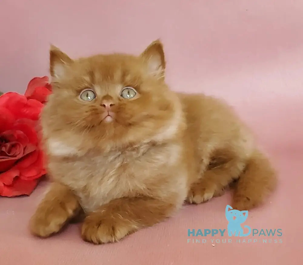 Hugo British Longhair male cinnamon live animals