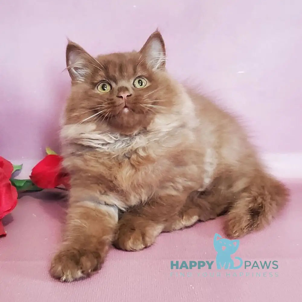 Hugo British Longhair male cinnamon live animals