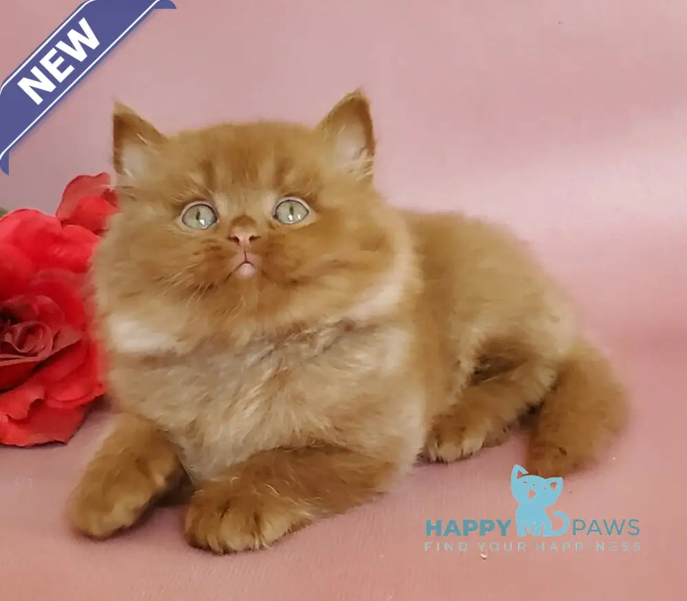 Hugo British Longhair male cinnamon live animals