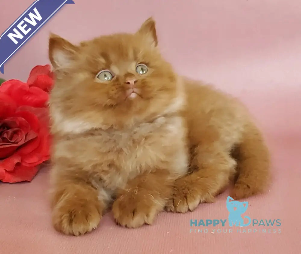 Hugo British Longhair male cinnamon live animals